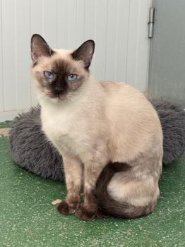 Perla Bild von Perla