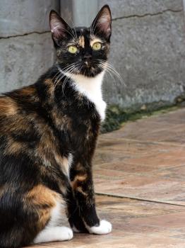Mambi Bild von Mambi