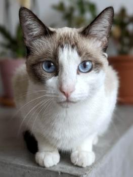 Chiki Bild von Chiki