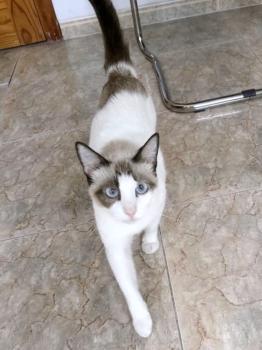 Chiki Bild von Chiki