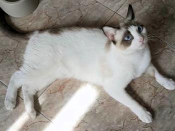 Chiki Bild von Chiki