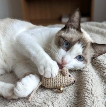 Chiki Bild von Chiki