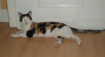 Picasa Bild von Picasa