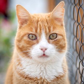 Simba Bild von Simba
