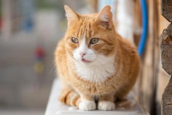 Simba Bild von Simba