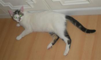 Henry Bild von Henry