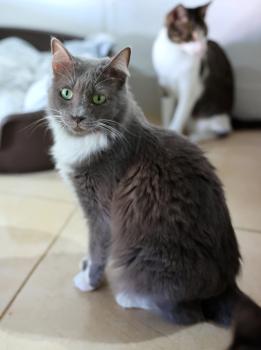 Julietta Bild von Amber-Julietta