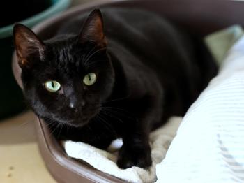 Bild von Charlie