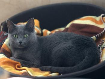 Bild von Azura