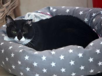 Bobo Bild von Bobo