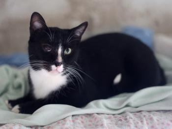 Balu Bild von Balu