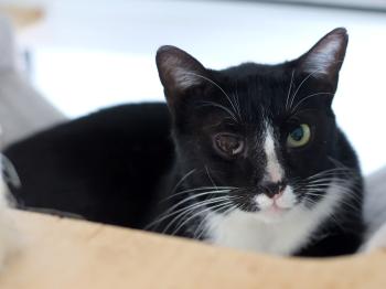 Balu Bild von Balu