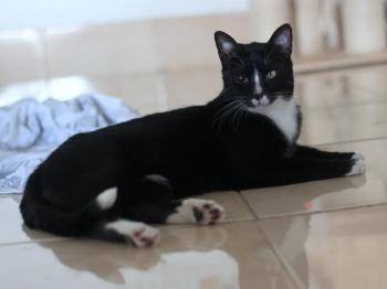 Balu Bild von Balu