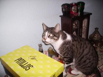 Bild von Hemingway