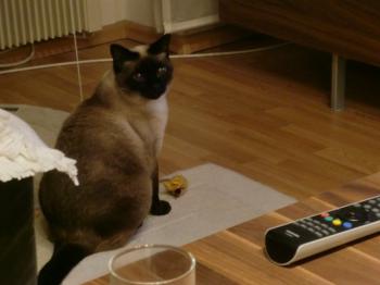 Mila Bild von Mila