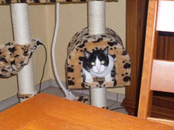 Pitus Bild von Pitus