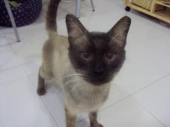 Amadeus Bild von Amadeus