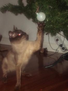 Amadeus Bild von Amadeus