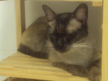 Amadeus Bild von Amadeus