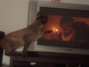 Amadeus Bild von Amadeus