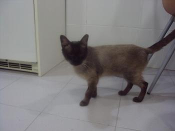 Amadeus Bild von Amadeus