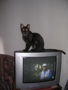 Pino und Kino Bild von Pino