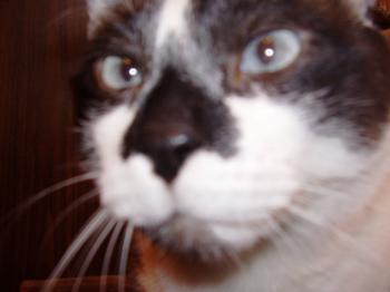 Nene Bild von Nene