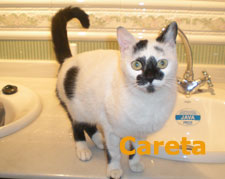 Careta Bild von Careta