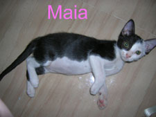 Maia Bild von Maia