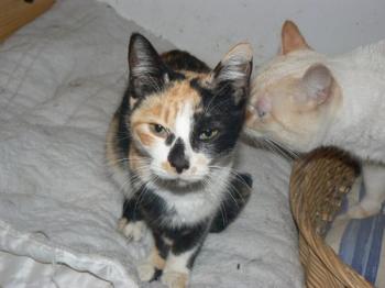 Holly Bild von Holly