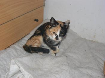 Holly Bild von Holly