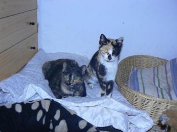 Holly Bild von Holly