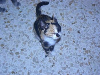 Holly Bild von Holly