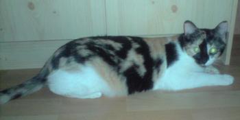 Mona Bild von Pomona