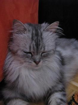 Kenzp Bild von Kenzo