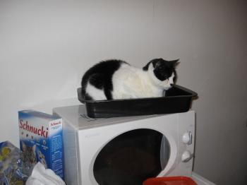 Nita Bild von Nita