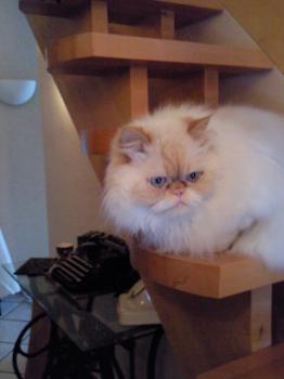 Aslan Bild von Aslan