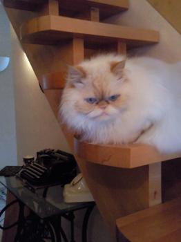 Aslan Bild von Aslan