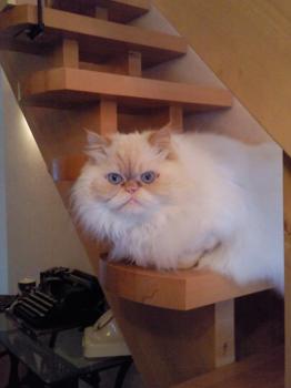Aslan Bild von Aslan