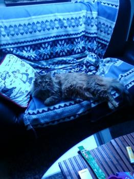 Lince Bild von Lince