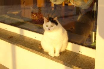 Dolly Bild von Dolly