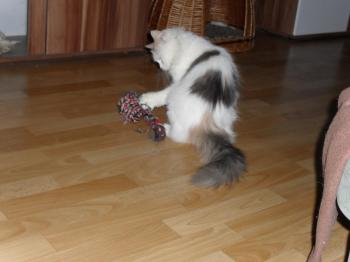 Daimi Bild von Daimi