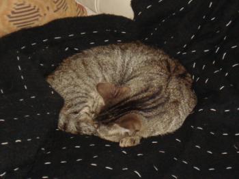 Caneli Bild von Caneli