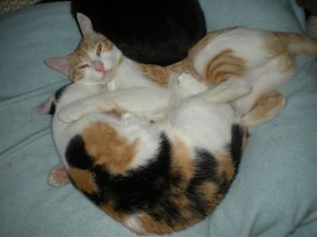 Picasa Bild von Picasa