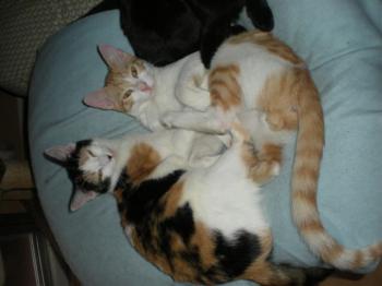 Picasa Bild von Picasa