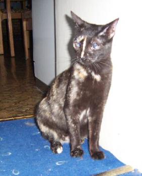 Dalila in ihrem neuen Zuhause Bild von Dalila
