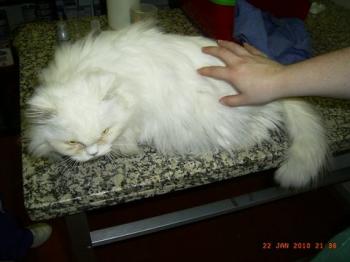 Blanca Bild von Blanca
