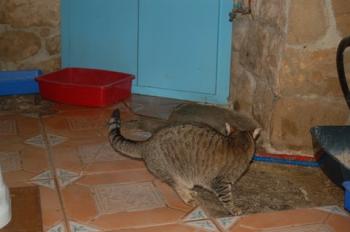 Migoya Bild von Migoya