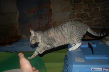 Bild von Onon