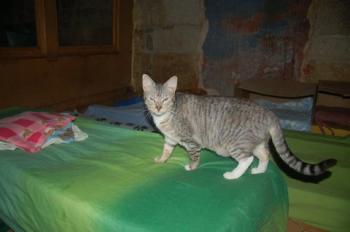Bild von Onon